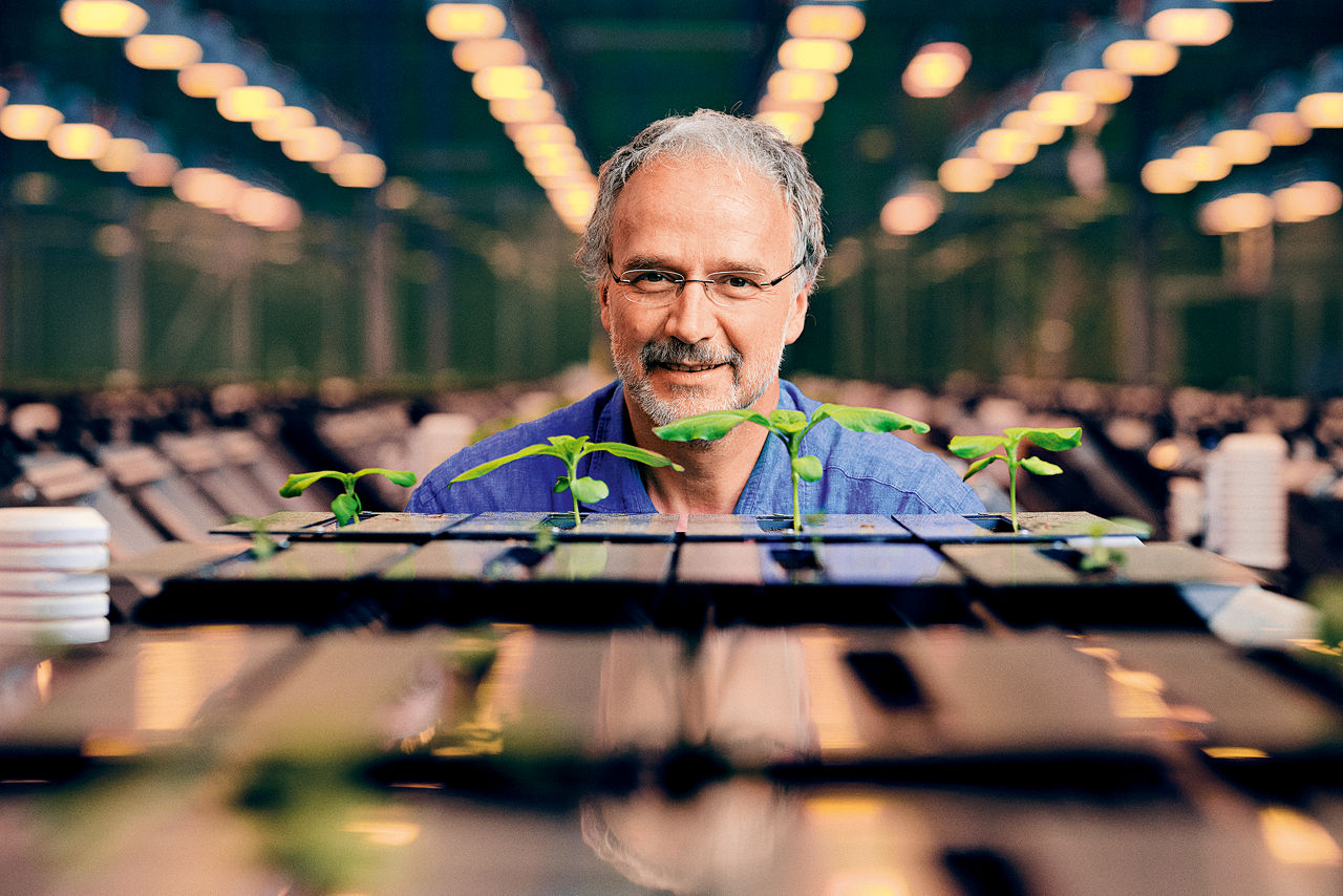 Ulrich Schurr schaut über einige Jungpflanzen hinweg in die Kamera. Er hat graue Haare, einen Bart und trägt eine Brille.
