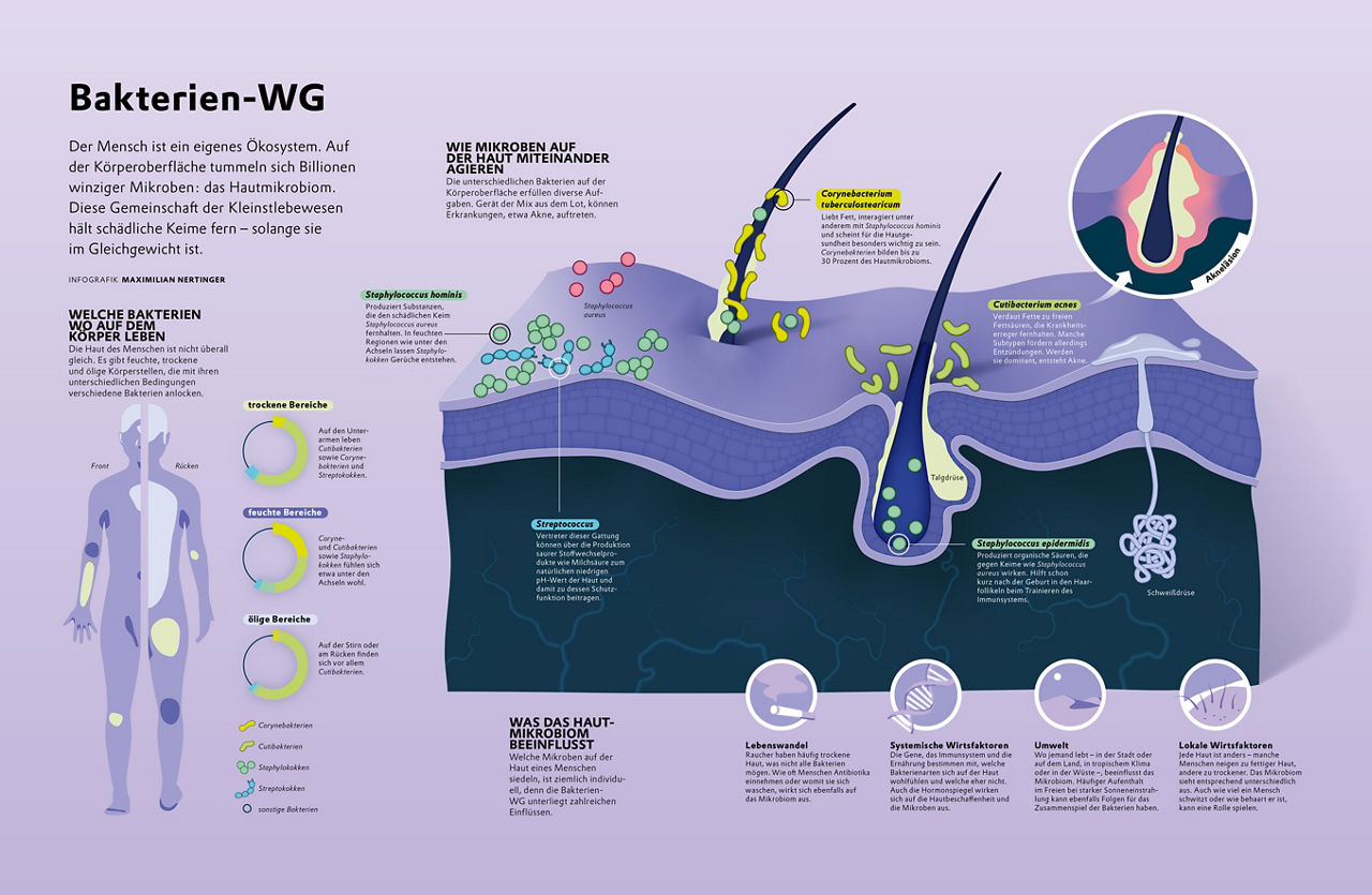 Schaubild zum Mikrobiom der Haut