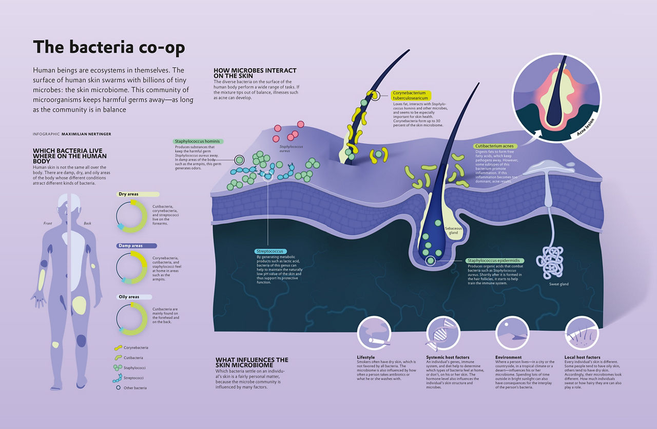 Diagram of the skin microbiome