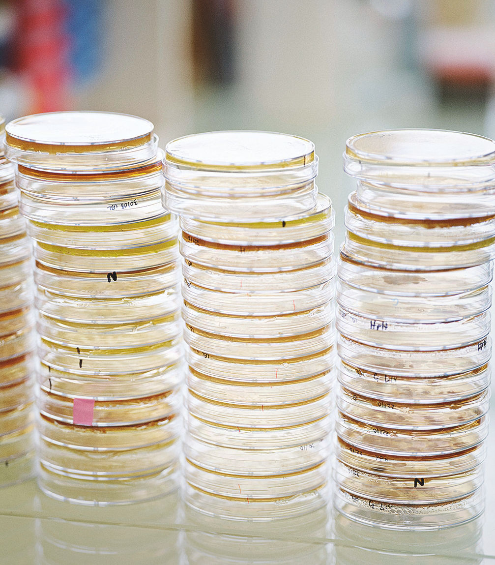 Drei Stapel mit jeweils etwa 15 Petrischalen stehen nebeneinander.