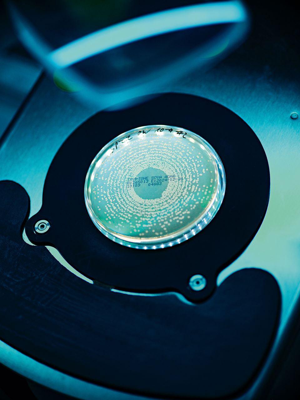 Eine von unten beleuchtete Petrischale im Halter, auf der verschiedene Bakterienspuren zu erkennen sind.