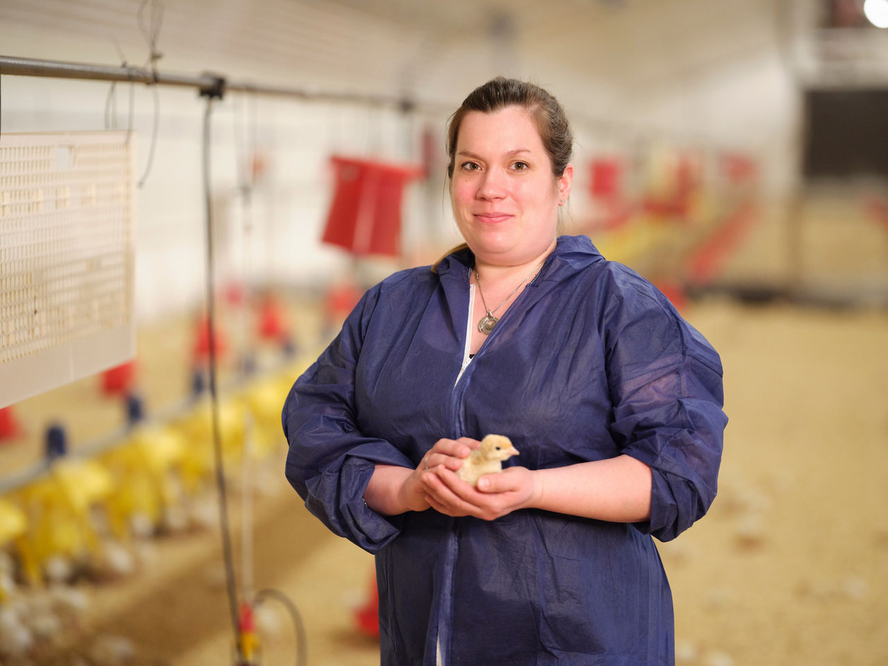 Corinna Wilke, dressed in a blue protective suit, stands in her poultry house holding a chick in her hands.