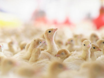  About fist-sized yellow chicks.