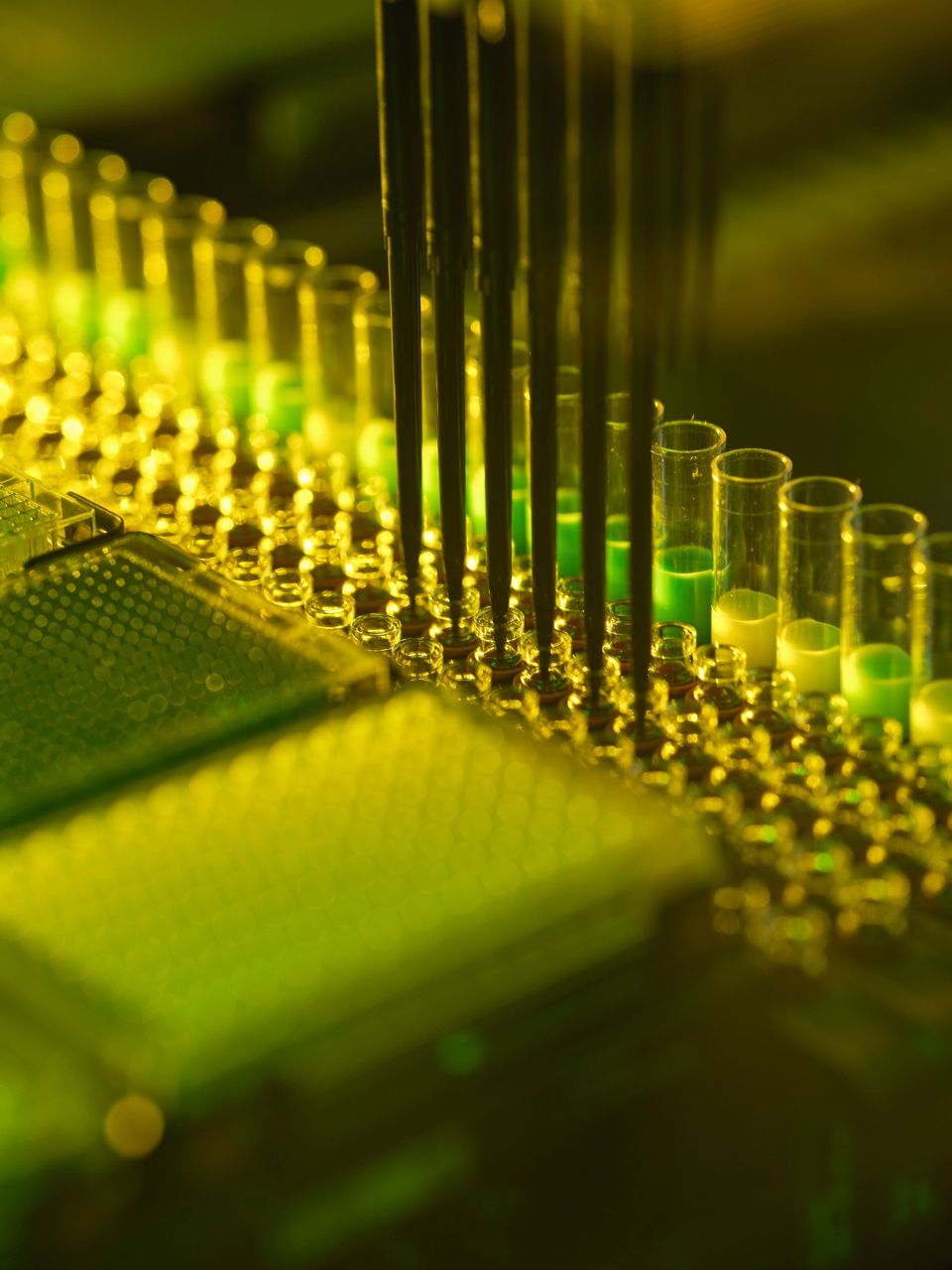 Six tips of a pipetting robot extract liquid from test tubes.