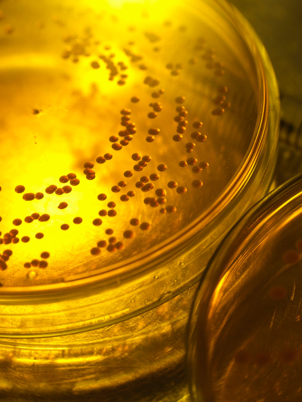 A petri dish with golden-yellow contents and visible bacterial spores.