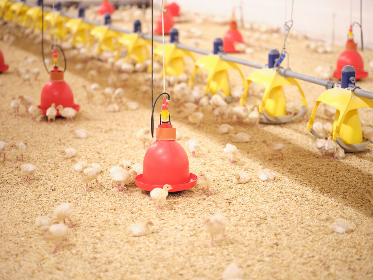 Chicks walk through a barn. Red drinking containers hang just above the ground.