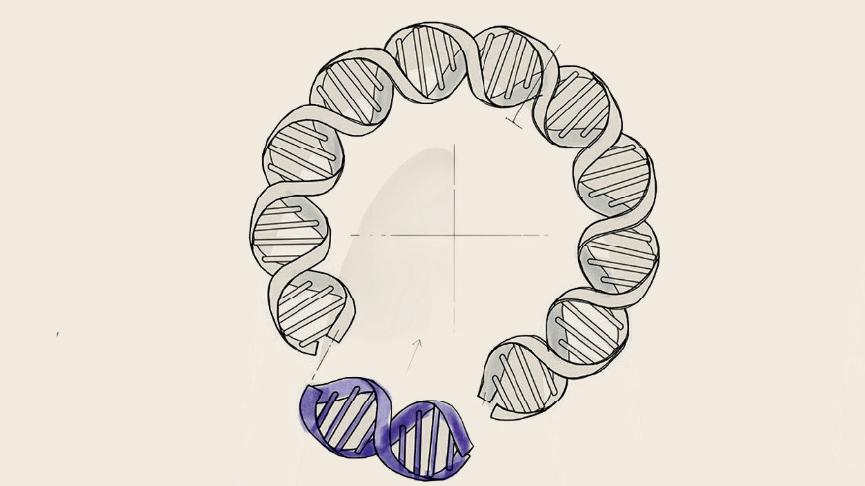 Kreisförmiges Plasmid