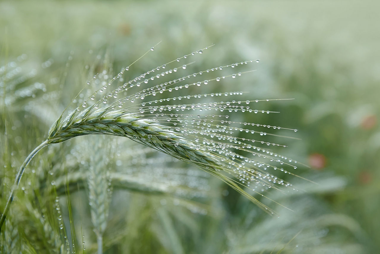 Specialty Methacrylates serve as powerful building blocks for polymeric surfactants in demanding agrochemical formulations.