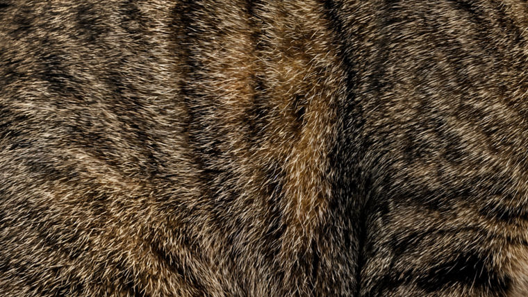Close-up of brown and black striped cat fur with dense, soft texture.