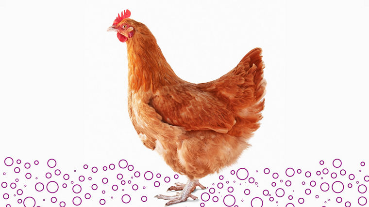 Optimales Hygienemanagement in der Tierhaltung mit Peressigsäure