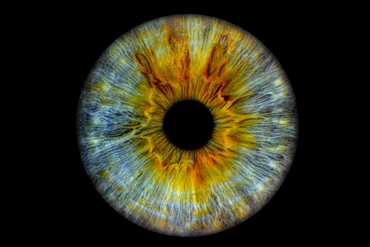 The iris of a human eye.