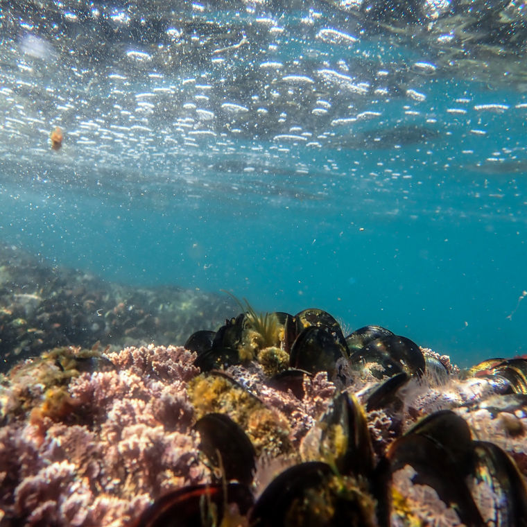 Eine Muschelkolonie unter Wasser