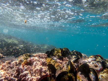 A mussel colony underwater