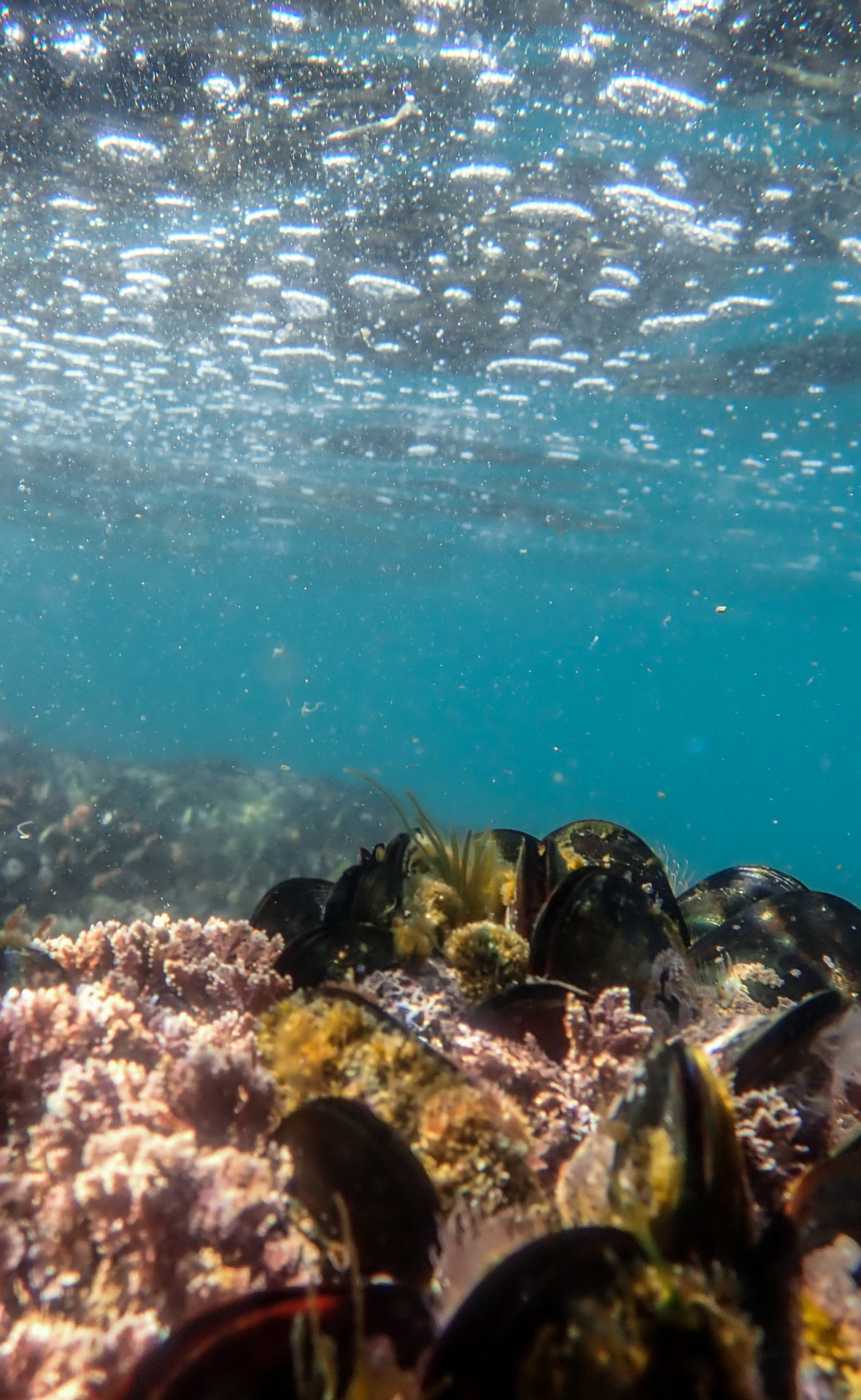 A mussel colony underwater