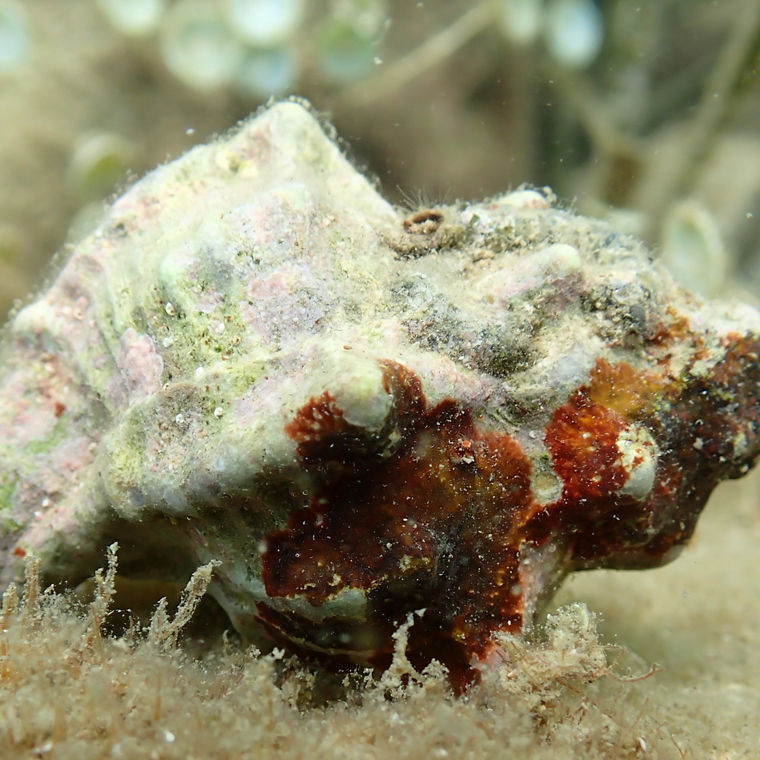 Eine Stumpfe Stachelschnecke unter Wasser.