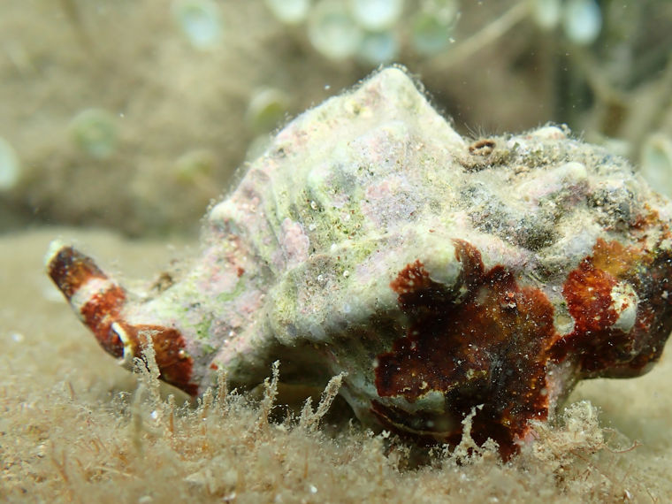 Eine Stumpfe Stachelschnecke unter Wasser.