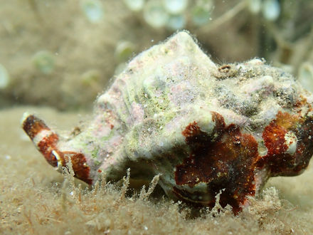 Eine Stumpfe Stachelschnecke unter Wasser.