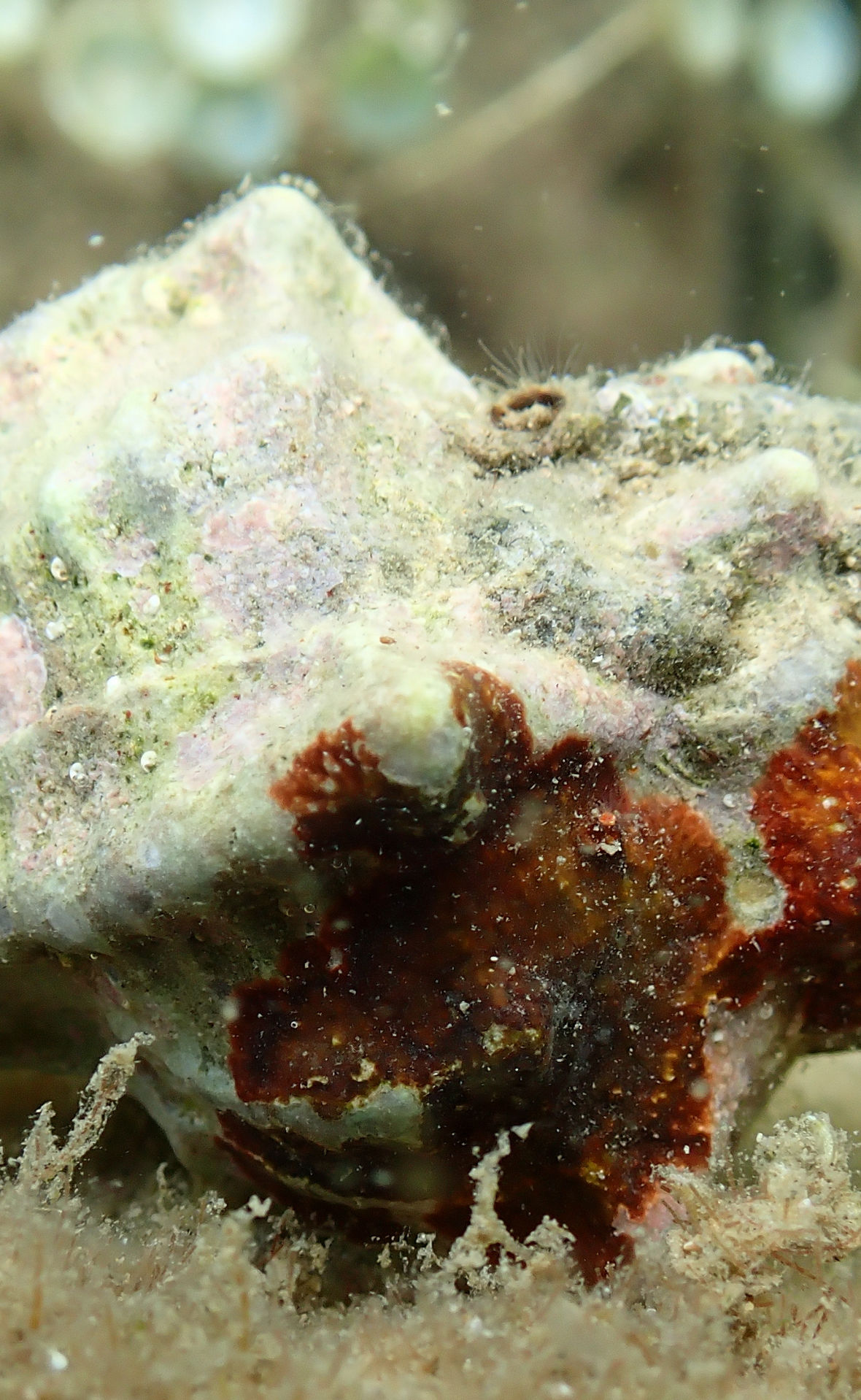 A spiny dye-murex (Hexaplex trunculus) underwater.