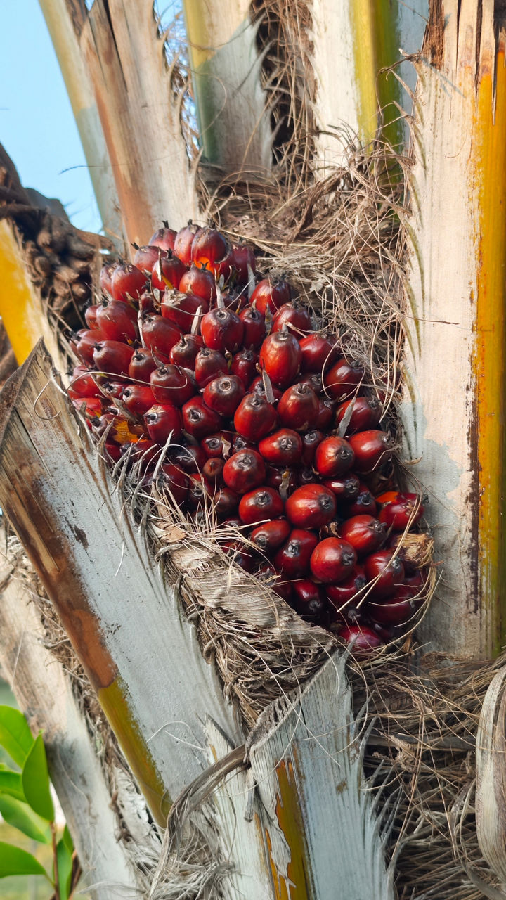The way to RSPO certified palm oil supply chains.