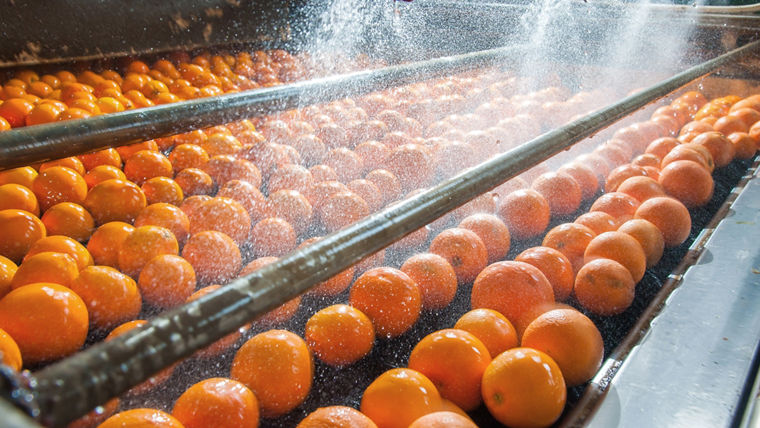 Orangen werden nach der Ernte schonend mit Active Oxygens entkeimt.
