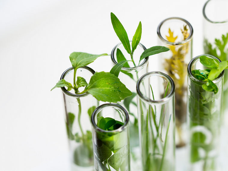 Verschiedene frische grüne Pflanzen in Reagenzgläsern