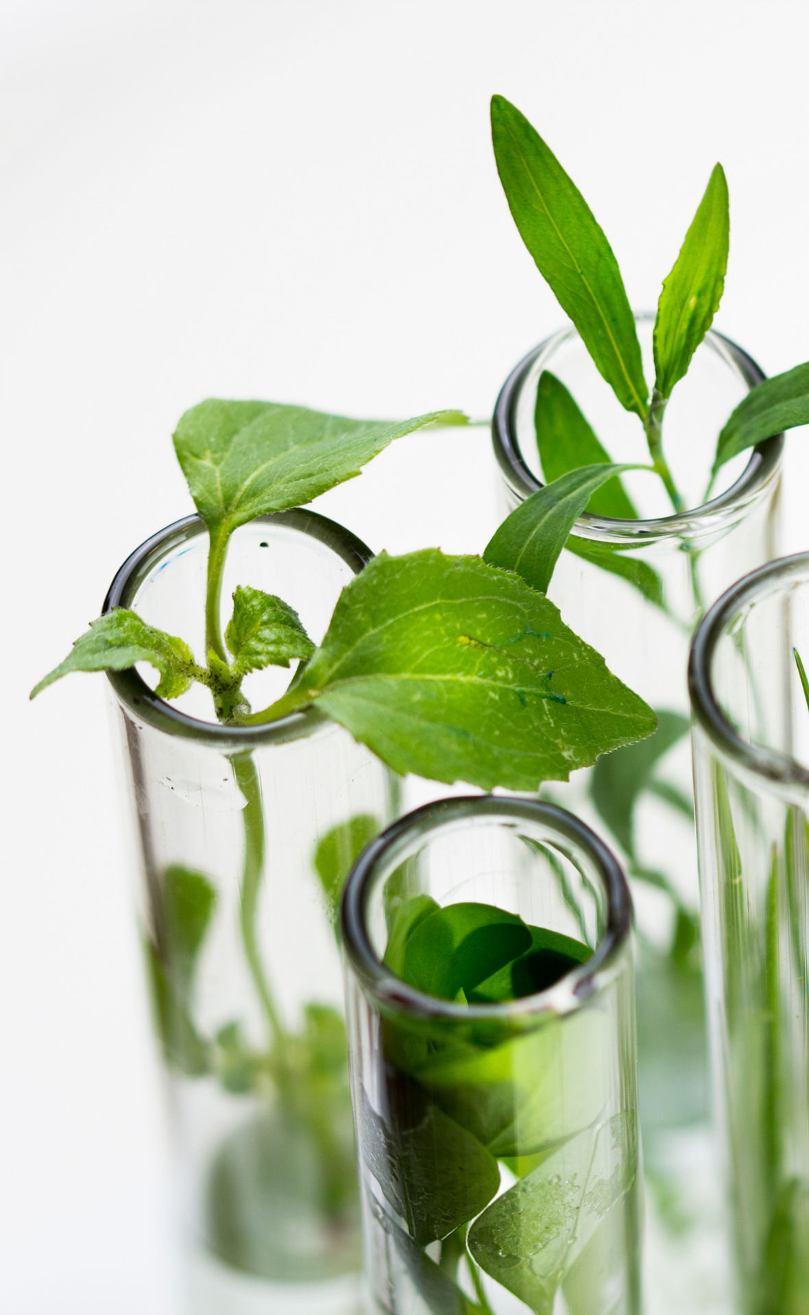 Verschiedene frische grüne Pflanzen in Reagenzgläsern