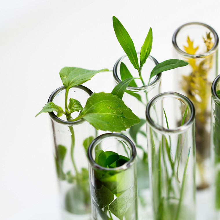 Verschiedene frische grüne Pflanzen in Reagenzgläsern