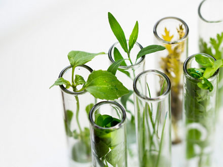 Verschiedene frische grüne Pflanzen in Reagenzgläsern