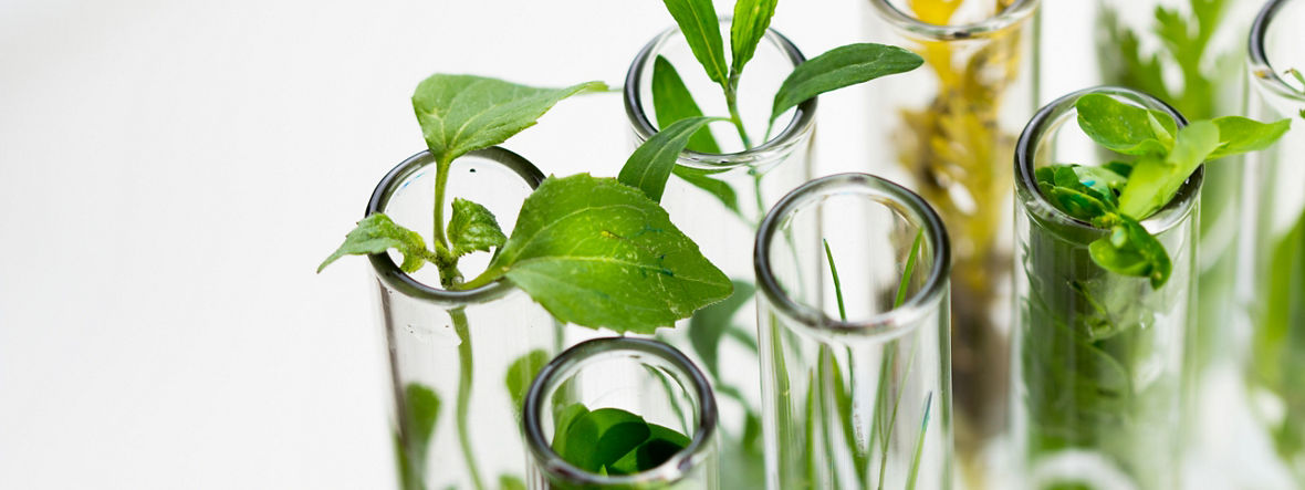 Various fresh green plants in test tubes