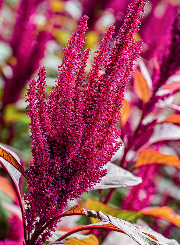 Amaranthus cruentus, amaranth flowers 