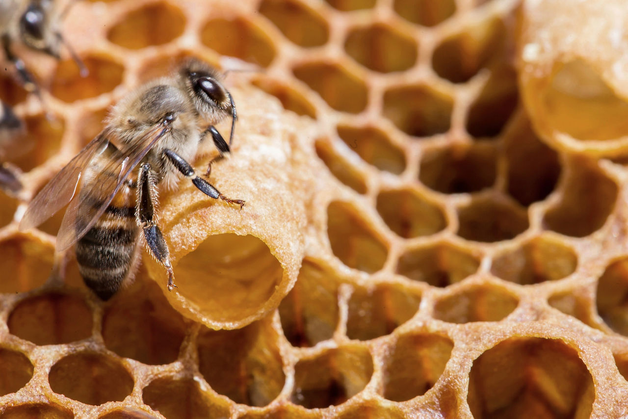 Bees work near the larva of the Queen Bee. Royal jelly in queen cell. bees and queen bees larvae on honeycomb