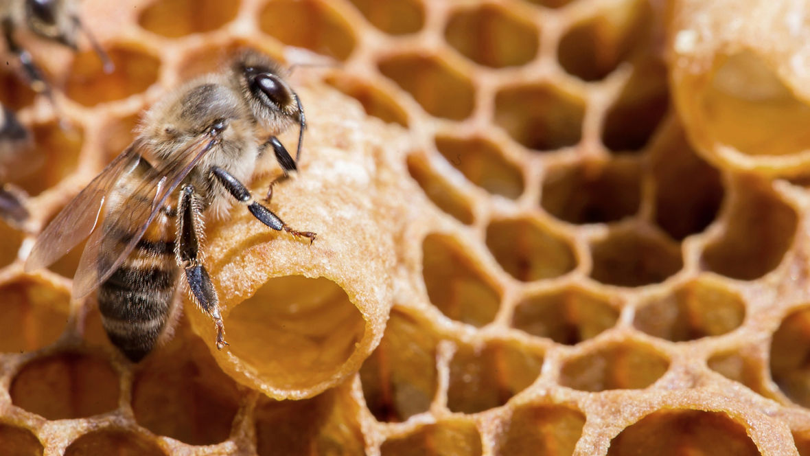 Bees work near the larva of the Queen Bee. Royal jelly in queen cell. bees and queen bees larvae on honeycomb