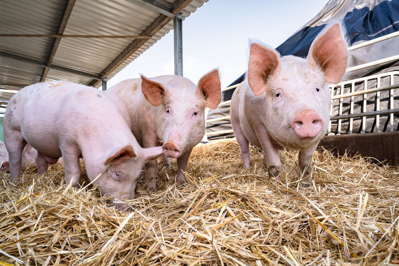 Peressigsäure bekämpft Krankheitserreger und damit Infektionsquellen in Tierfarmen zuverlässig, ohne schädliche chemische Rückstände zu hinterlassen.