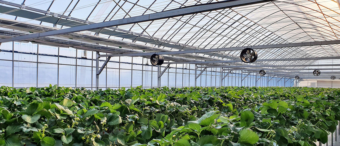 Active Oxygens reduzieren Ernteverlust