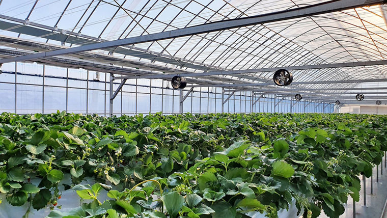 Sustainable drip irrigation
