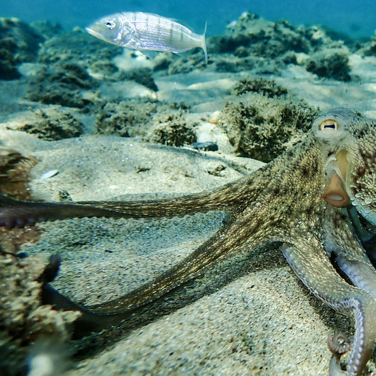 Ein Oktopus unter Wasser