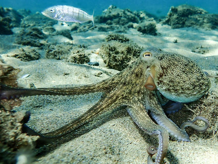 Ein Oktopus unter Wasser