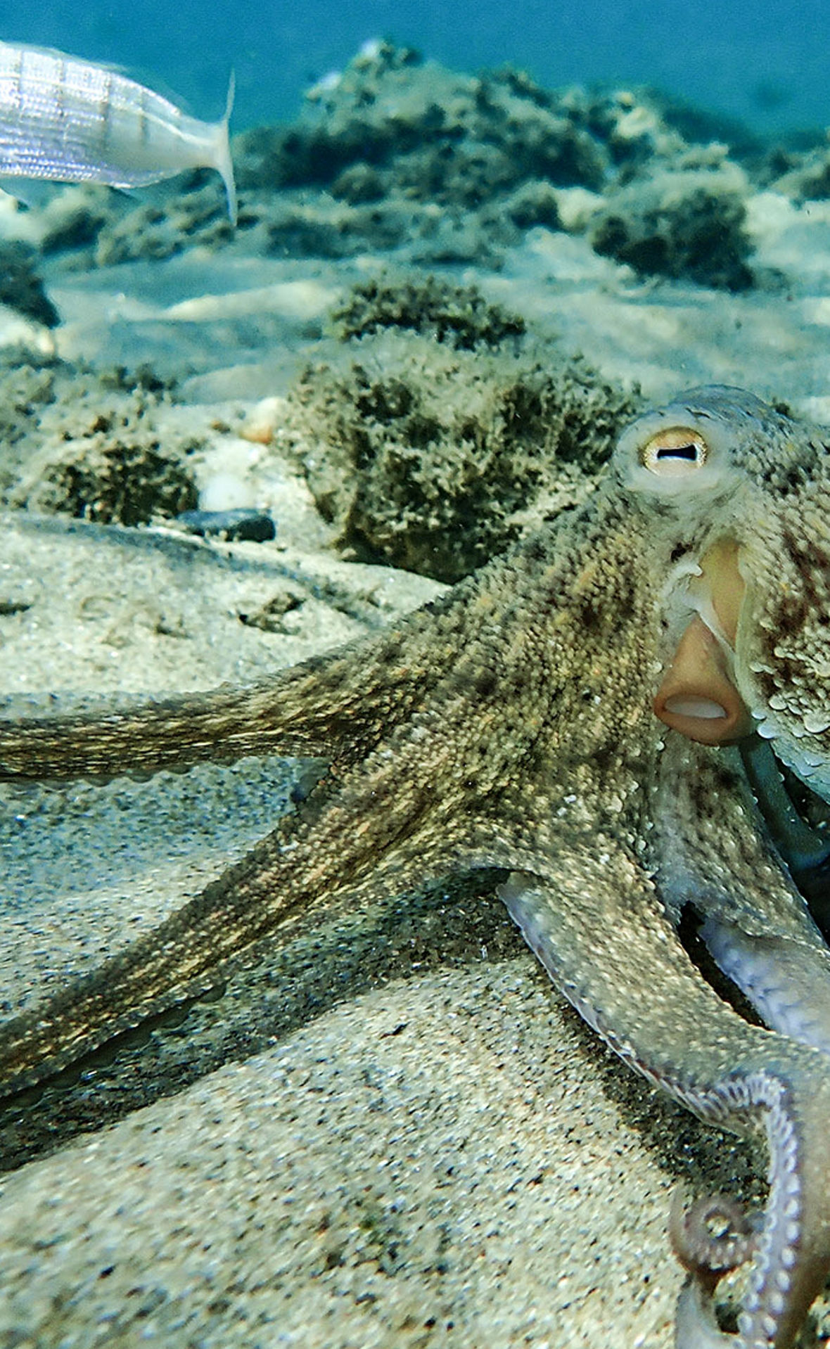 Ein Oktopus unter Wasser
