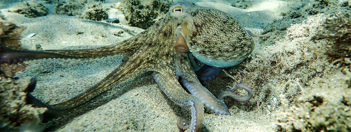 Ein Oktopus unter Wasser