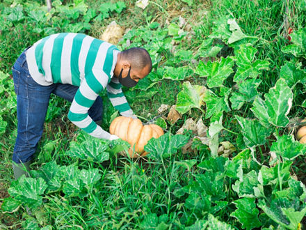 Gardener wearing a respirator examines a pumpkin