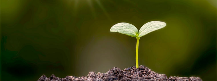 The natural growth of plants on the soil, concepts of sustainable agriculture and plant growth.