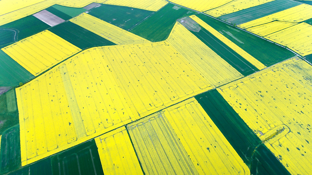 Aerial view of rapeseed fields in Lower Silesia, Poland