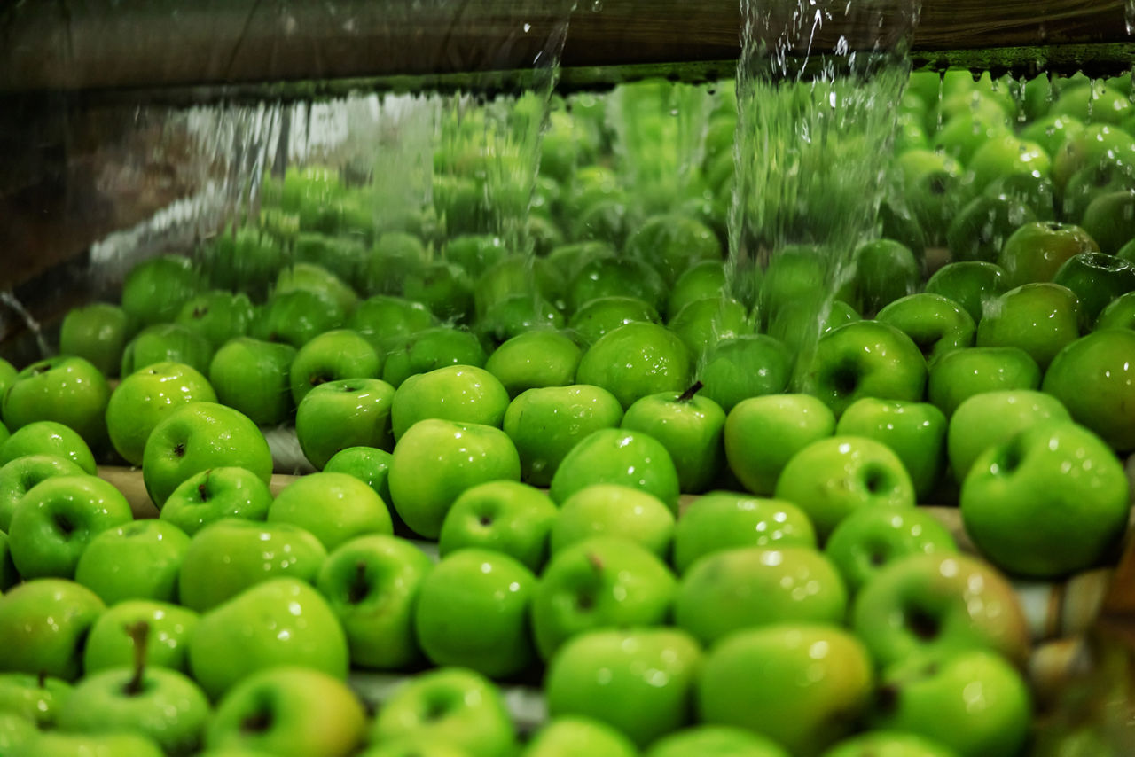Green apples in focus. Agriculture and production of organic apples. Automated apple washing and sorting machine. Cleaning apples in running water in a modern machine in the production industry