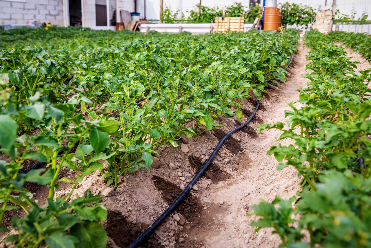 Drip irrigation is one of the most efficient methods in agricultural watering technology.