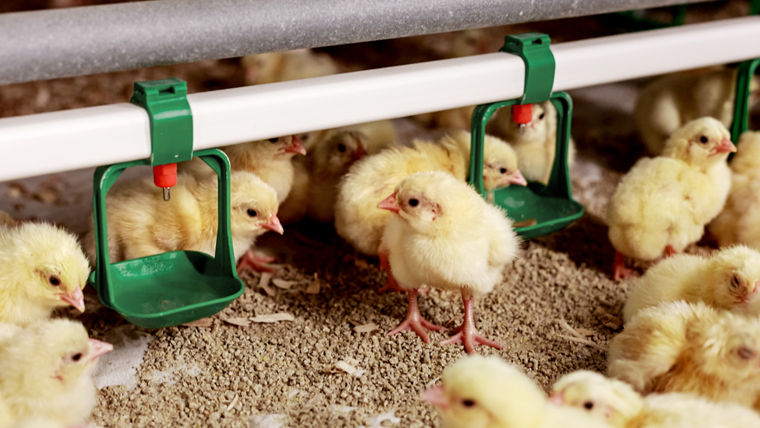 Die Desinfektion von Wassersystemen und Equipment wie Melkstände, Roboter, Tauchcluster, Transportfahrzeuge, Tiertransporte und CIP-Anlagen dämmt die Ausbreitung von Erregern und damit auch Seuchen ein.