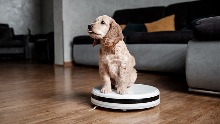 Pet friendly smart vacuum cleaner. Cute golden cocker spaniel puppy dog with while robot vacuum cleaner works close to him. smart technology concept.