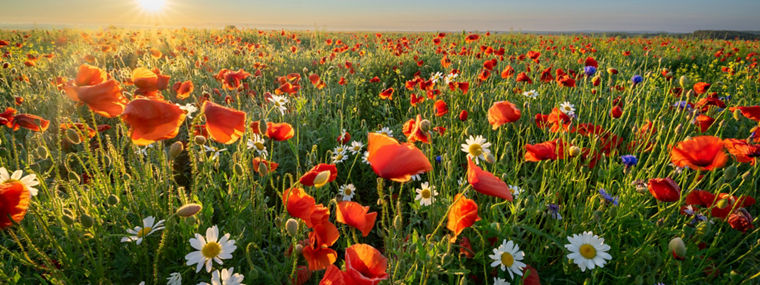 At the land degradation and restoration conference, we will share practical insights.