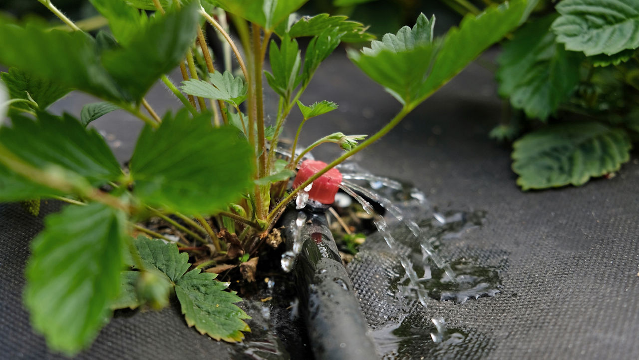 Wasserstoffperoxid und Peressigsäure sorgen für saubere und aseptische Tropfbewässerungs-Komponenten