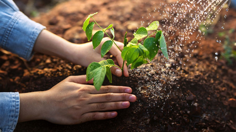 person is watering a plant in a garden