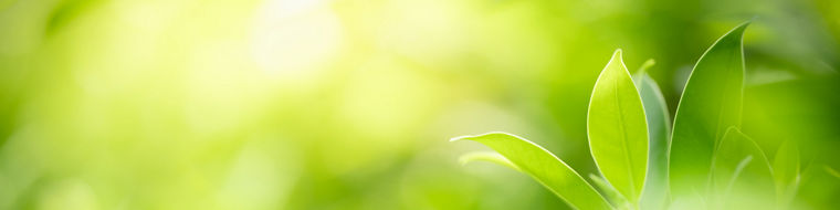 Green leaves and copy spaceGrüne Blätter und Textfreiraum